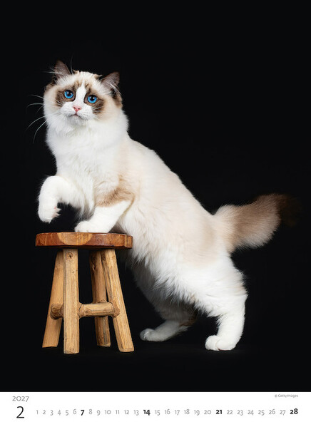 Calendar Kittens