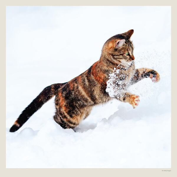 Calendar Cats