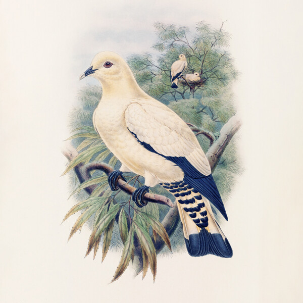 Notique Poznámkový Kalendář Ptáčci 2027, Plastic Free, 30 x 30 cm