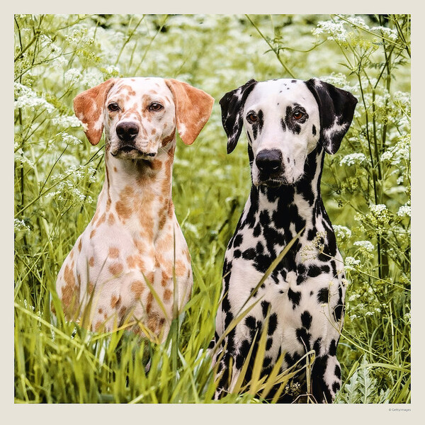 Calendar Dogs