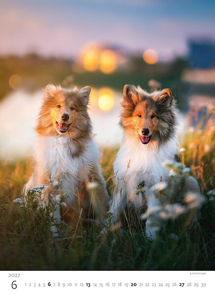 Calendar Puppies