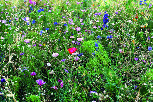 Flowers mix seeds in envelope Seedlopebee