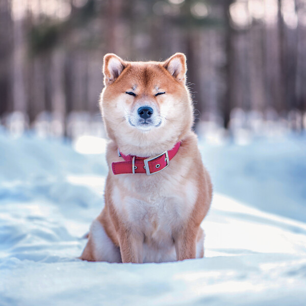 Notique Poznámkový Kalendář Happy Doge 2027, 30 x 30 cm - Východní