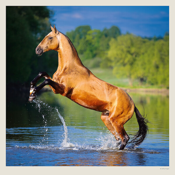 Calendar Horses