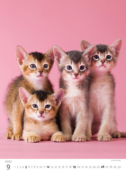 Calendar Kittens