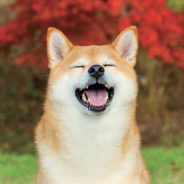 Notique Poznámkový Kalendář Happy Doge 2027, 30 x 30 cm - Východní