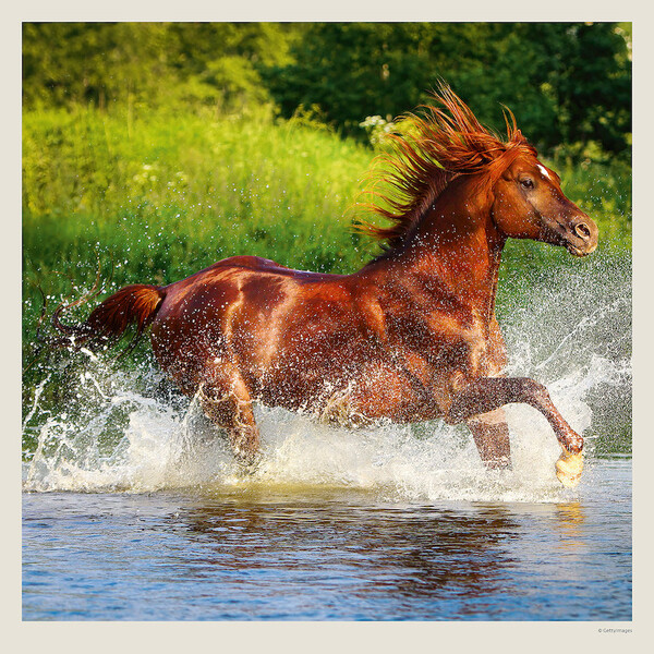 Calendar Horses