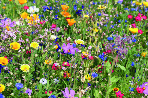 Seedlope flowers mix seeds, kraft envelope 105x65mm