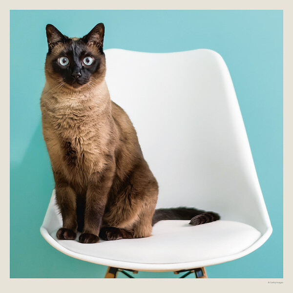Calendar Cats