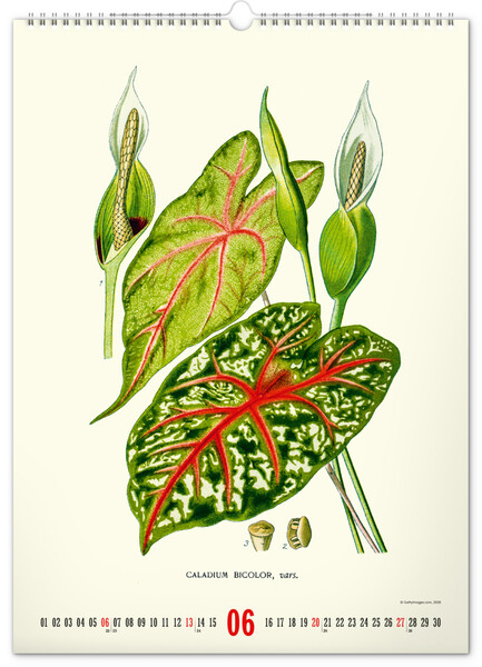 Notique Nástěnný Kalendář Vintage Plakáty – Herbář 2027, 33 x 46 cm