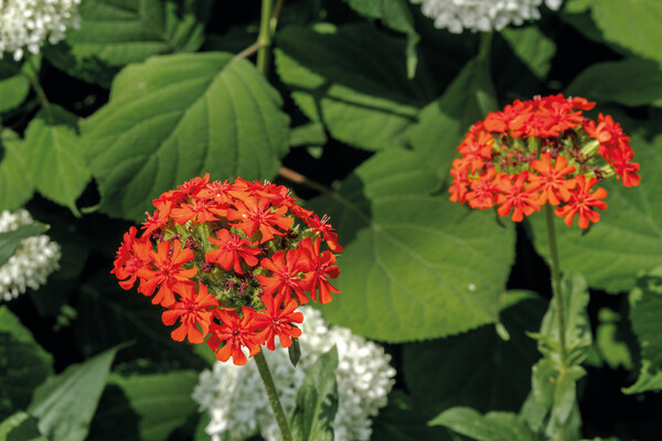 Terracotta pot (available in 4 sizes) with your choice seed and custom packaging - Ø5,5/H5 cm / Burning love