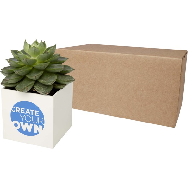 Hey Pots aluminium planted pot - succulent - White