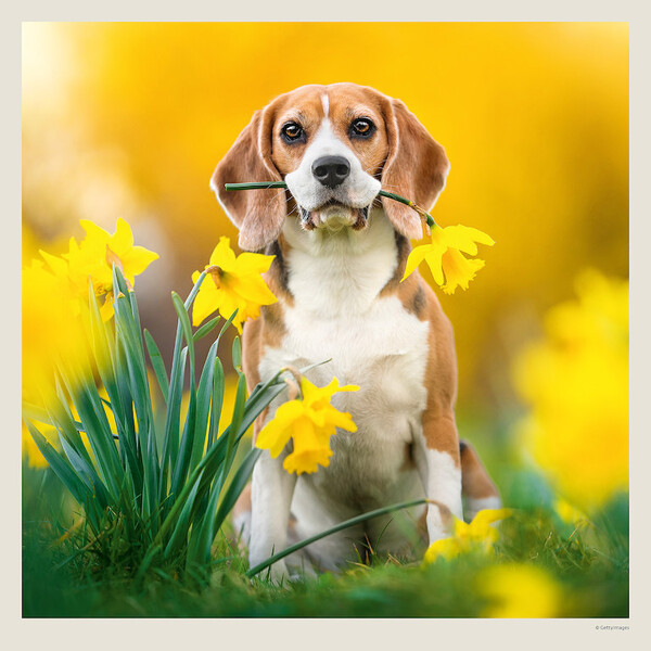 Calendar Dogs