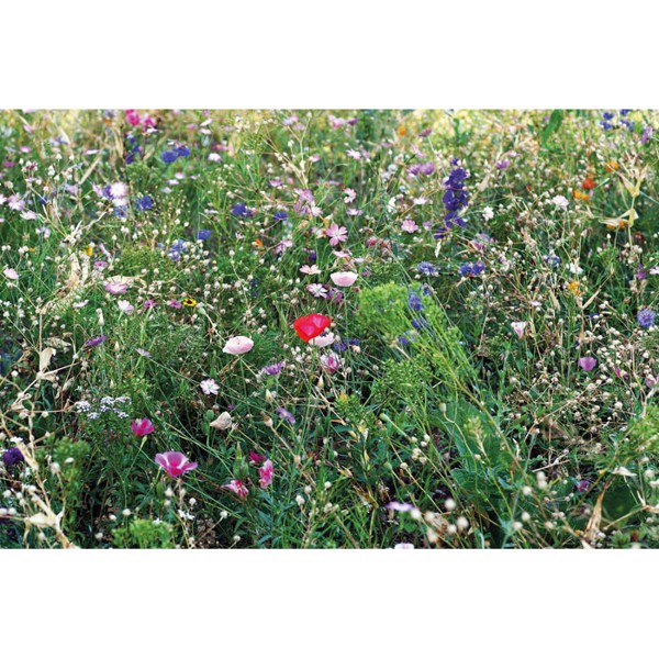 Seedlopebee flower seeds, kraft envelope, 5g