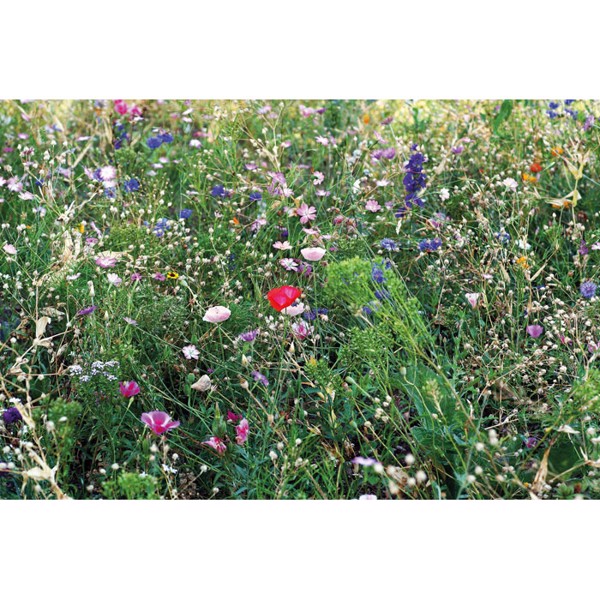 Flowers mix seeds in envelope Seedlopebee