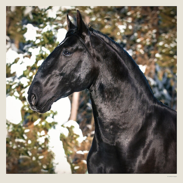 Calendar Horses
