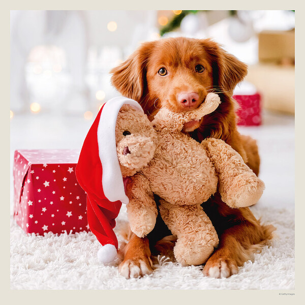 Calendar Dogs