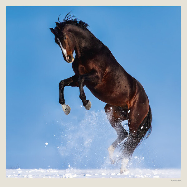 Calendar Horses