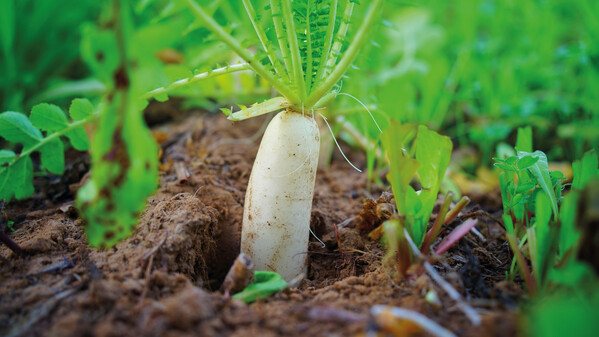 White paper envelopes in 4 sizes with your choice seeds - 6,5x9,5 cm / Radish