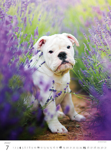 Calendar Puppies