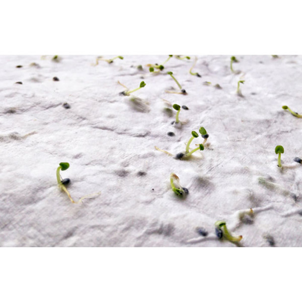 Papel sementes de flores A6 Asido