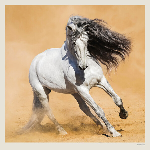 Calendar Horses