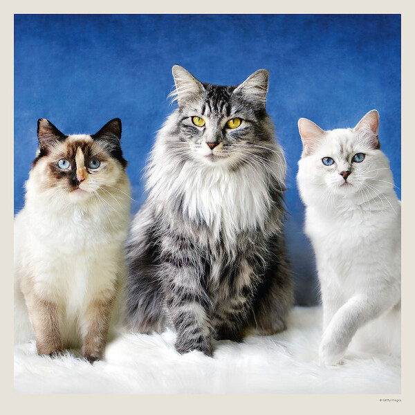 Calendar Cats