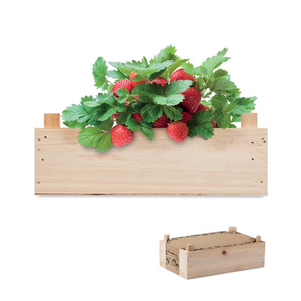 MB - Strawberry kit in wooden crate