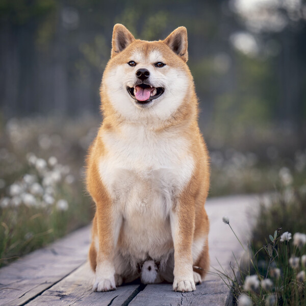 Notique Poznámkový Kalendář Happy Doge 2027, 30 x 30 cm - Východní