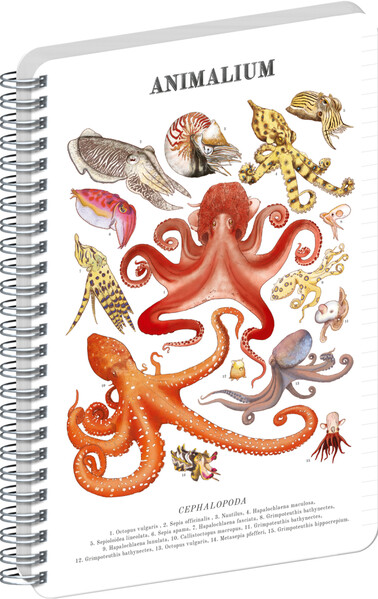 Notique Spirálový Blok Animalium – Hlavonožci, Linkovaný, A4