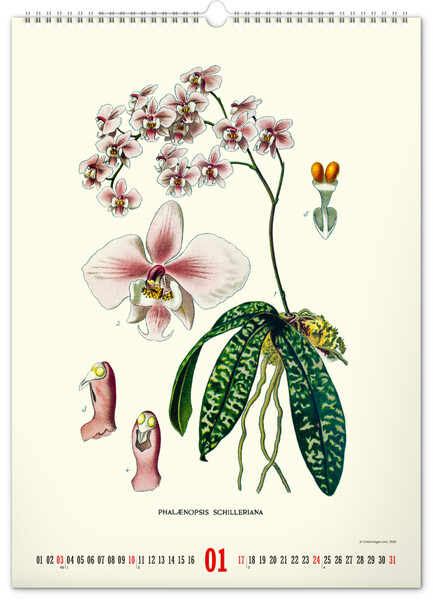 Notique Nástěnný Kalendář Vintage Plakáty – Herbář 2027, 33 x 46 cm