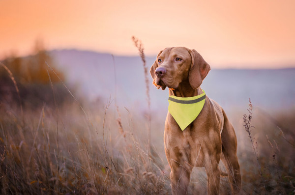 Collar Bandana Bipols