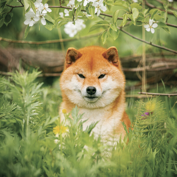 Notique Poznámkový Kalendář Happy Doge 2027, 30 x 30 cm - Východní