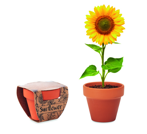Terracotta pot 'sunflower'