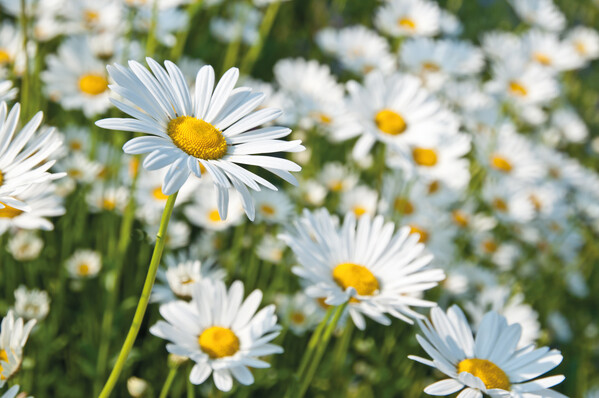 A6 plantable seed paper in your design. 8 different seed options available! - Marguerite Daisies