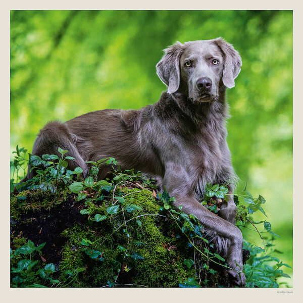 Calendar Dogs