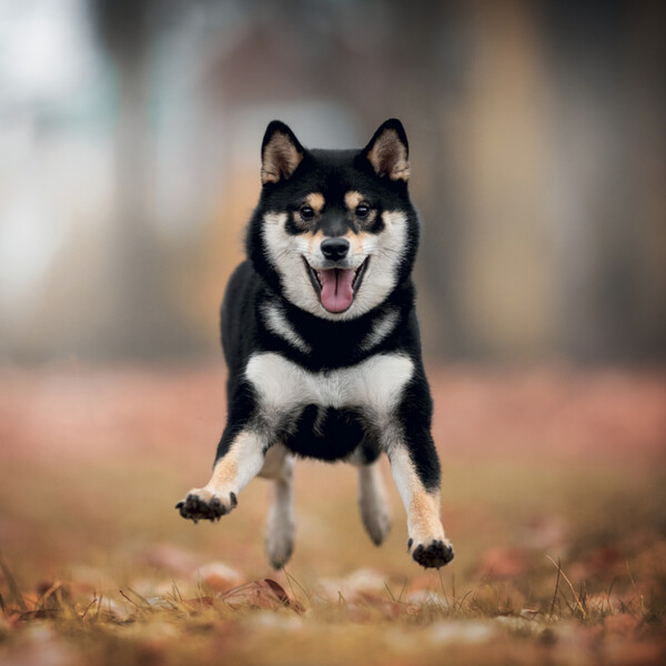 Notique Poznámkový Kalendář Happy Doge 2027, 30 x 30 cm - Východní