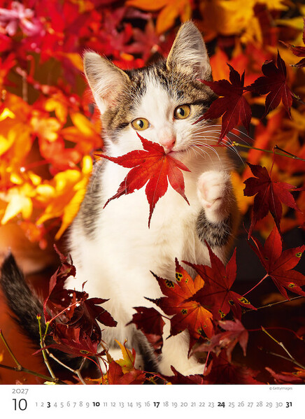Calendar Kittens