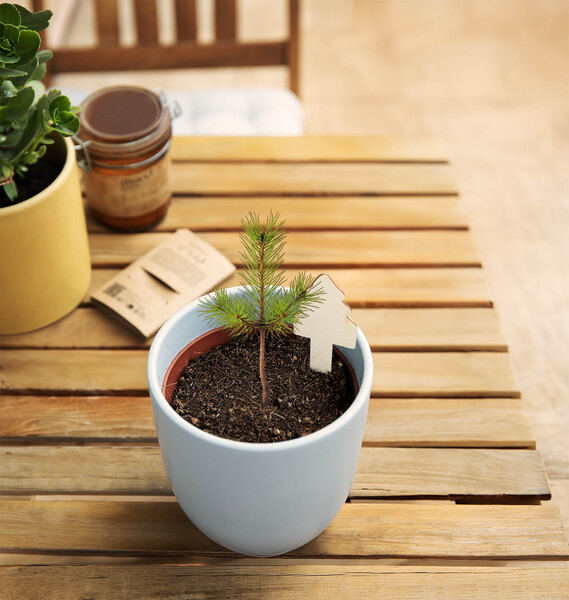 Christmas Tree Growing Kit MerryStick