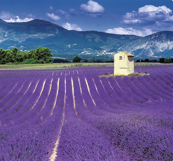 Nástěnný kalendář Provence vázanka 12 x 48 cm