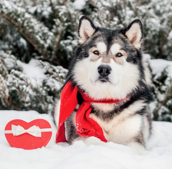 Planning wall planning calendar Dogs 2025