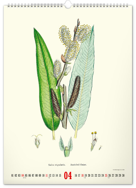Notique Nástěnný Kalendář Vintage Plakáty – Herbář 2027, 33 x 46 cm