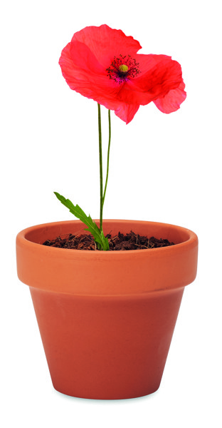 Terracotta pot 'poppy' Red Poppy