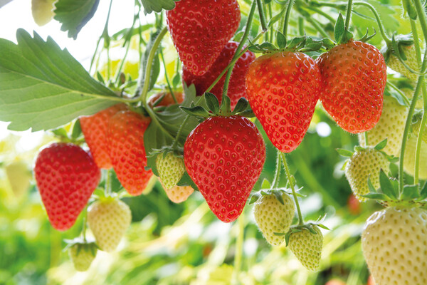 White paper envelopes in 4 sizes with your choice seeds - 5,5x5,5 cm / Strawberry