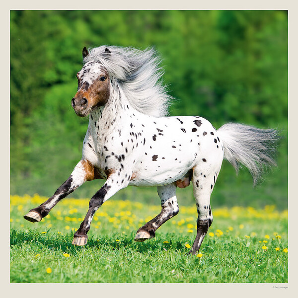Calendar Horses