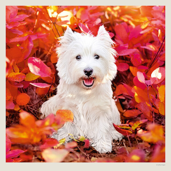 Calendar Dogs