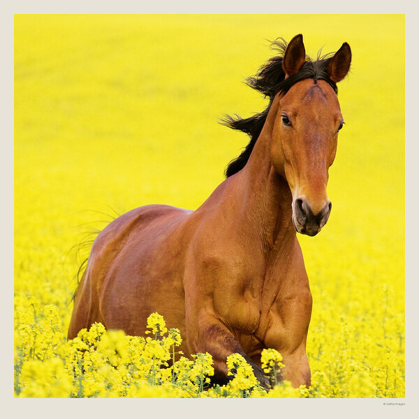 Calendar Horses