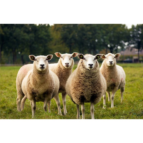 KYWIE Wine Cooler Suede seau à glace - Camel