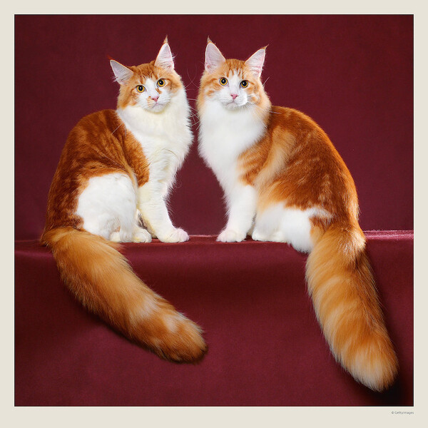Calendar Cats