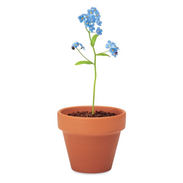 Terracotta pot, 60x55x50 mm, forget me not seeds